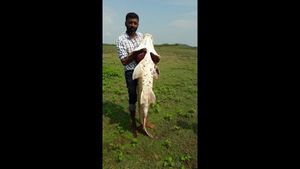  ಹಾರಂಗಿಯಲ್ಲಿ ಬಲೆಗೆ ಬಿತ್ತು ಅಪರೂಪದ ಈ ಬೃಹತ್ ಮೀನು