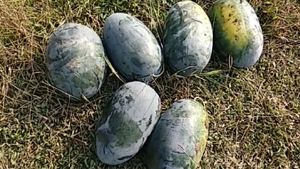 ಕಲ್ಲಂಗಡಿಯನ್ನು ನೇರ ಗ್ರಾಹಕರಿಗೆ ಮಾರಿದ ಉಡುಪಿ ಕೃಷಿಕ