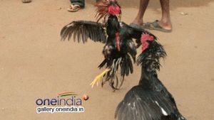 ಕೊರೊನಾ ಬಂದ್ರೂ ಕಾವಡಿಯಲ್ಲಿ ಕೋಳಿ ಅಂಕ ನಿಂತಿಲ್ಲ