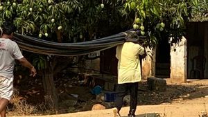  ಲಾಕ್ ಡೌನ್; ತೋಟದ ಕೆಲಸಕ್ಕೆ ಕೈಹಾಕಿದ ಮಾಜಿ ಸ್ಪೀಕರ್ ರಮೇಶ್ ಕುಮಾರ್