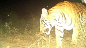  ಬಂಡೀಪುರ; ಕಾರ್ಯಾಚರಣೆಗೆ ಸಿಗದ ಹುಲಿ, ನಿಲ್ಲುತ್ತಿಲ್ಲ ಜಾನುವಾರು ಬಲಿ...
