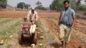  ಎಕರೆಗಟ್ಟಲೆ ಕಲ್ಲಂಗಡಿ ಕಿತ್ತು ಬೇರೆ ಬೆಳೆಯತ್ತ ಚಿತ್ತ ಹರಿಸಿದ ಗುಂಡ್ಲುಪೇಟೆ ರೈತ