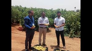 ಕಲ್ಲು ಭೂಮಿಯಲ್ಲಿ ಅಂಜದೆ ಅಂಜೂರ ಬೆಳೆದ ಕೊಪ್ಪಳ ರೈತ! 