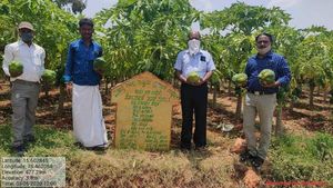 ದೆಹಲಿಗೂ ಪಪ್ಪಾಯ ಕಳಿಸಿ ಮಾದರಿಯಾದ ಕೊಪ್ಪಳದ ರೈತ 