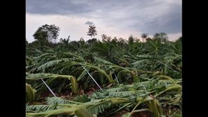 ರಾಮನಗರದಲ್ಲಿ ಗುಡುಗು ಸಹಿತ ಮಳೆ; ಬಾಳೆ, ರೇಷ್ಮೆ ನಾಶ