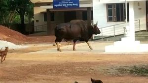 ಉಡುಪಿಯಲ್ಲೂ ಕಾಡುಕೋಣ ಪ್ರತ್ಯಕ್ಷ; ಆತಂಕ