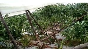 ಕೋಲಾರ; ಭಾರೀ ಮಳೆಗೆ ಮಣ್ಣುಪಾಲಾದ 3 ಲಕ್ಷ ಮೌಲ್ಯದ ಕ್ಯಾಪ್ಸಿಕಂ ಬೆಳೆ