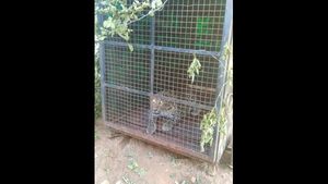 ರಾಮನಗರದಲ್ಲಿ ಮಗು ತಿಂದಿದ್ದ ನರಭಕ್ಷಕ ಚಿರತೆ ಸೆರೆ 