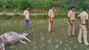  ಚಿಕ್ಕಮಗಳೂರಿನಲ್ಲಿ ವಿಷ ಪ್ರಾಶನದ ಹಲಸು ತಿನ್ನಿಸಿದ ದುರುಳರು; ಮೂರು ದನಗಳ ಸಾವು