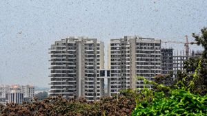 ಭೋಪಾಲ್‌; ನಗರಕ್ಕೆ ನುಗ್ಗಿದ ಮರುಭೂಮಿ ಮಿಡತೆಗಳು! 