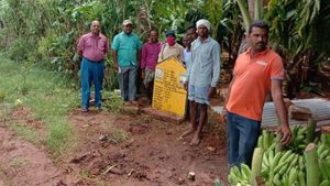 ಬಾಳೆ ಬೆಳೆದು ಬಂಪರ್ ಲಾಭ  ಪಡೆದ ಕೊಪ್ಪಳದ ರೈತ 