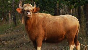 ಮುತ್ತೋಡಿಯಲ್ಲಿ ಕಾಣಿಸಿಕೊಂಡ ಅಪರೂಪದ ಕಾಡೆಮ್ಮೆ