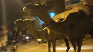  ಕೋಲಾರ; ಬಕ್ರೀದ್ ಹಬ್ಬಕ್ಕೆ ಬಲಿ ಕೊಡಲು ತಂದಿದ್ದ ಒಂಟೆಗಳ ರಕ್ಷಣೆ
