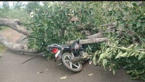 ಚಲಿಸುತ್ತಿದ್ದ ಬೈಕ್ ಮೇಲೆ ಬಿದ್ದ ಆಲದ ಮರ; ಇಬ್ಬರ ಸ್ಥಿತಿ ಗಂಭೀರ