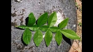 ಉಡುಪಿಯಲ್ಲಿ ಬಹೂಪಯೋಗಿ ಬಿಲ್ವಗಿಡ ವಿತರಣೆ ಅಭಿಯಾನ 