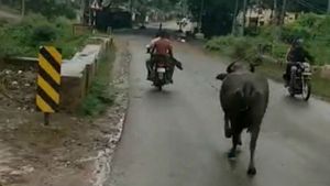 ದಾವಣಗೆರೆ: ತನ್ನ ಕರುವಿಗಾಗಿ ಬೈಕ್ ಹಿಂದೆಯೇ ಓಡಿದ ಎಮ್ಮೆ, ವಿಡಿಯೋ ವೈರಲ್ 
