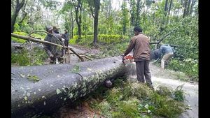 ಕೊಡಗು ಜಿಲ್ಲೆಯಲ್ಲಿ ಮಳೆ, ತುಂಬಿ ಹರಿದಿವೆ ಹಳ್ಳ-ಕೊಳ್ಳ 