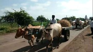  ಕರ್ನಾಟಕ ಬಂದ್; ಗೋಡೆಹಾಳ್ ಕ್ರಾಸ್ ನಿಂದ ಬಳ್ಳಾರಿಗೆ ಎತ್ತಿನ ಬಂಡಿ ಜಾಥಾ