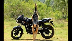 ಕಾಡುಗಳ್ಳರಿಗೆ ಸಿಂಹಸ್ವಪ್ನವಾದ 'ರಾಣಾ'ನಿಗೆ ಸದ್ಯಕ್ಕಿಲ್ಲ ನಿವೃತ್ತಿ 