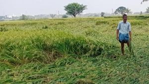 ದಾವಣಗೆರೆ: ಒಂದು ಮಳೆ ರೈತರ ಬದುಕನ್ನೇ ಮೂರಾಬಟ್ಟೆ ಮಾಡಿದೆ