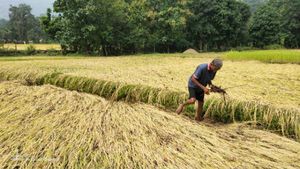 ರೈತರ ವರ್ಷದ ಕೂಳು ಕಸಿದುಕೊಂಡ ಎರಡು ದಿನದ ಧಾರಾಕಾರ ಮಳೆ