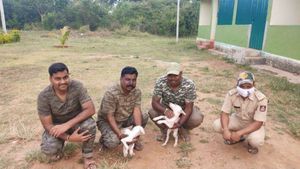  ರಾಣಾ ಸ್ಥಾನ ತುಂಬಲು ಬಂಡೀಪುರಕ್ಕೆ ಬಂದ ಮುಧೋಳ್ ನಾಯಿ ಮರಿಗಳು