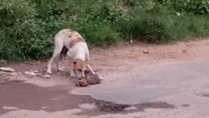ಮನಕಲಕುವ ವಿಡಿಯೋ; ಸತ್ತ ಕಂದನ ಏಳಿಸಲು ಶ್ವಾನದ ಮೂಕ ರೋದನೆ