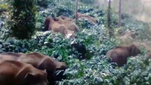  ಚಿಕ್ಕಮಗಳೂರು: ಮೂರು ದಿನಗಳಿಂದ ಕಾಫಿ ತೋಟದಲ್ಲಿ ಬೀಡುಬಿಟ್ಟ ಕಾಡಾನೆ ಹಿಂಡು