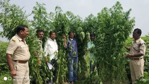 ಬಳ್ಳಾರಿ;  ರೈತ ಬೆಳೆದಿದ್ದ 4 ಲಕ್ಷ ರೂ. ಮೌಲ್ಯದ ಗಾಂಜಾ ವಶಕ್ಕೆ 