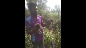 ಕಬ್ಬಿನ ಗದ್ದೆಯಲ್ಲಿ ಮುದ್ದಾದ ಮೂರು ಚಿರತೆ ಮರಿಗಳು ಪ್ರತ್ಯಕ್ಷ 
