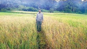 ಕೀಟನಾಶಕದ ಬದಲು ಕಳೆನಾಶಕ ಸಿಂಪಡಿಸಿದ ರೈತ; ಭತ್ತದ ಬೆಳೆ ನಾಶ