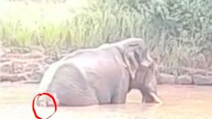  ಚಾಮರಾಜನಗರ; ಬಾಲ ಕಳೆದುಕೊಂಡು ನೋವು ತಾಳಲಾರದೇ ನೀರಲ್ಲೇ ನಿಂತ ಆನೆ