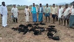 ದಾವಣಗೆರೆಯಲ್ಲಿ ಚಿರತೆ ದಾಳಿಗೆ 25 ಕುರಿ ಮೇಕೆಗಳು ಬಲಿ