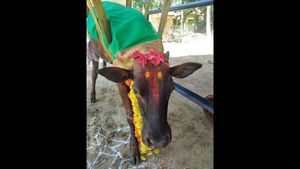  ಗೋ ಪ್ರೇಮ; ಗೌರಿ ಹಸುವಿಗೆ ಸೀಮಂತದ ಸಂಭ್ರಮ! 