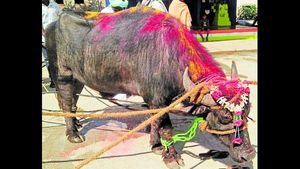 ಪೊಲೀಸ್ ಠಾಣೆಯಲ್ಲಿ ಬಗೆಹರಿದ ಒಂದು ಕೋಣದ ವಿವಾದ! 