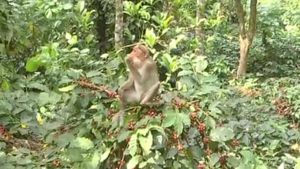 ಕೊಡಗಿನ ಕಾಫಿ ಬೆಳೆಗಾರರಿಗೆ ಇದೀಗ ಕರಡಿ ಕಾಟ 