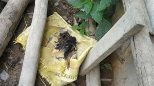 ಚಿಕ್ಕಮಗಳೂರಲ್ಲಿ ಹಕ್ಕಿಗಳ ಸಾವು; ಜನರಲ್ಲಿ ಹಕ್ಕಿ ಜ್ವರದ ಆತಂಕ 