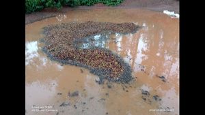 ಅಕಾಲಿಕ ಮಳೆ; ಸಂಕಷ್ಟಕ್ಕೆ ಸಿಲುಕಿದ ಕಾಫಿ ಬೆಳೆಗಾರರು 