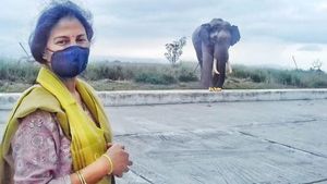 ಕಾಡಾನೆಗೆ ಸಿಹಿ ಪೊಂಗಲ್ ತಿನ್ನಿಸಿದ  ಐಎಎಸ್‌ ಅಧಿಕಾರಿ 