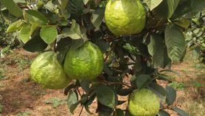 ತೈವಾನ್ ಚೇಪೆಕಾಯಿ ಬೇಸಾಯ; ಕಡಿಮೆ ಖರ್ಚು, ಹೆಚ್ಚು ಆದಾಯ 
