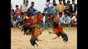 ಕೋಳಿ ಜೂಜು; ಹುಂಜಗಳನ್ನು ಜೈಲಿಗೆ ಹಾಕಿದ ಪೊಲೀಸರು!