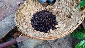 ಚಿಕ್ಕಮಗಳೂರಲ್ಲಿ ಮಳೆ; ಕಾಫಿ ಬೆಳೆಗಾರರಿಗೆ ಸಂಕಷ್ಟ 