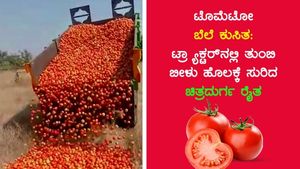 ಟೊಮೆಟೋ ಬೆಲೆ ಕುಸಿತ: ಟ್ರ್ಯಾಕ್ಟರ್ ನಲ್ಲಿ ತುಂಬಿ ಬೀಳು ಹೊಲಕ್ಕೆ ಸುರಿದ ಚಿತ್ರದುರ್ಗ ರೈತ 