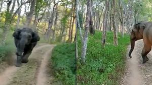 ವೈರಲ್ ವಿಡಿಯೋ; ಸಫಾರಿ ಜೀಪ್ ಬೆನ್ನಟ್ಟಿದ ಕಾಡಾನೆಗಳು 