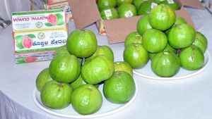 ಕೊಪ್ಪಳದಲ್ಲಿ ಪೇರಲ ಬೆಳೆ ಸಂಸ್ಕರಣೆ ಕ್ಲಸ್ಟರ್‌ ಸ್ಥಾಪನೆ 