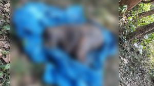 ಕೊಡಗಿನ ಲಕ್ಕುಂದ ಬಳಿ ಹುಲಿ ಶವ ಪತ್ತೆ; ಇದೇನಾ ಆ ನರಭಕ್ಷಕ?