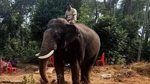 ಮಡಿಕೇರಿ; ಹುಲಿ ಸೆರೆ ಸಿಕ್ಕಿಲ್ಲ, ಅರಣ್ಯ ಇಲಾಖೆಯ ಶತ ಪ್ರಯತ್ನ 