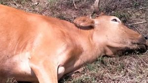ಮಡಿಕೇರಿ; ಗುಂಡು ಹಾರಿಸಿ, ಕತ್ತು ಸೀಳಿ ಹಸುಗಳ ಹತ್ಯೆ 