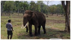 ಕುಶ ಆನೆ ಮರಳಿ ಕಾಡಿಗೆ; ಸಚಿವ ಅರವಿಂದ ಲಿಂಬಾವಳಿ 