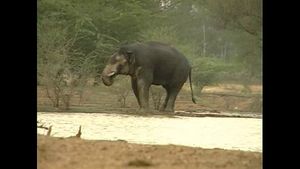 ಕೋಲಾರ; ಕಾಡಾನೆ ದಾಳಿಗಿಲ್ಲ ಪರಿಹಾರ, ರೈತರು ಹೈರಾಣ